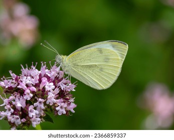 Large White Butterfly Feeding on Marjoram - Shutterstock ID 2366859337