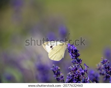 Similar – Ox-eye daisy on flowering lavender