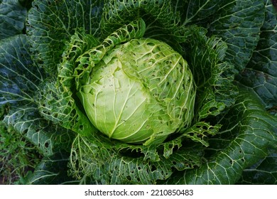 Large white cabbage, damaged or eaten by pests.Improper care of agriculture. Methods of combating parasites, worms in gardening.View from above.