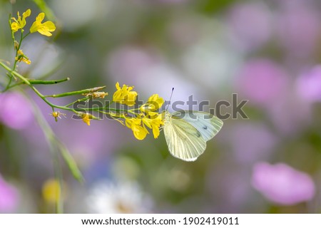 The large white, also called cabbage butterfly, cabbage white, cabbage moth  (Pieris brassicae), on yellow flower. White butterfly. Blurry green background. Precious white butterfly