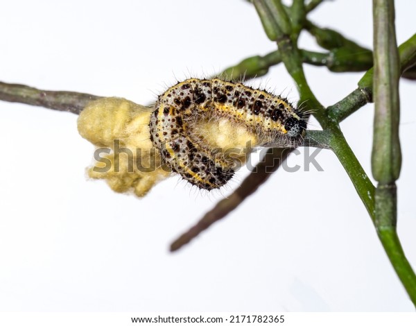 Large White\
caterpillar with braconid wasp cocoons, probably Cotesia glomerata.\
Nature macro on white\
background.