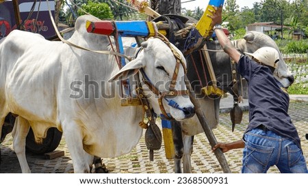 A large white cow is prepared to pull a cart that is used for a tour around the village at an entertainment venue in Jogja.