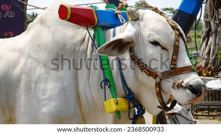 A large white cow is prepared to pull a cart that is used for a tour around the village at an entertainment venue in Jogja.