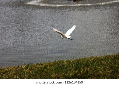 Large White Crane