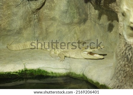 Similar – Image, Stock Photo Green wilderness behind glass