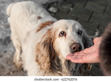 A large white dog with brown spots sniffing the person's hand - Shutterstock ID 622762076