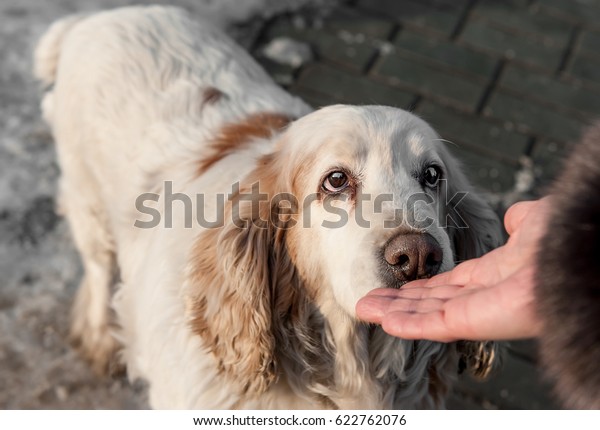 茶色の斑点が人の手を嗅ぐ大きな白い犬 の写真素材 今すぐ編集