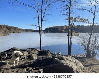 A large white dog standing on a rocky lakeshore on a clear, sunny day with bare trees and a serene, frozen lake stretching into the distance. Winter landscape with a peaceful atmosphere. - Powered by Shutterstock