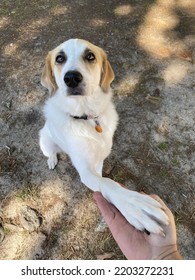 Large White Dog With Tan Ears And Black Nose Sitting On Ground Shaking Right Paw With Man’s Hand Looking Intently At Viewer