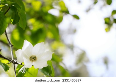 Large white dogwood flower against a blurred background - Powered by Shutterstock