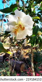 Large White Floppy Flower On A Tree. White Flower With A Yellow Center On A Tree With A Blue Sky Background.