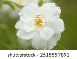 large white flower, close-up pollen pistil, close-up white flower, rose-like white flower, green leaves and background