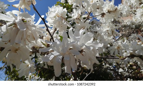 Large White Flowers on Bush