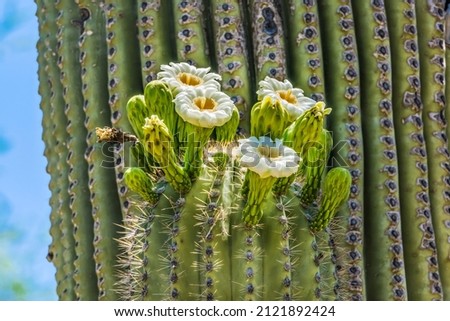 Large White Flowers Sajuaro Cactus Blooming Desert Botanical Garden Phoenix Arizona. Carnegiea gigantea. Largest cactus in World