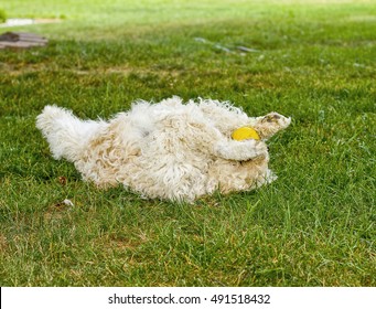 Large White Golden Doodle Dog Playing With Its Ball While Laying On Its Back On Grass.