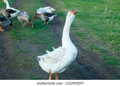 A Large White Goose Leader Prepares To Attack