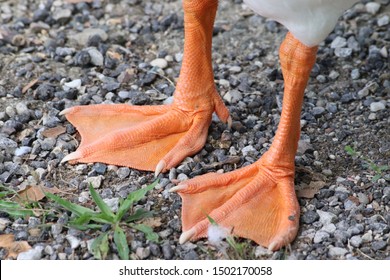Orange Webbed Feet Images, Stock Photos & Vectors | Shutterstock
