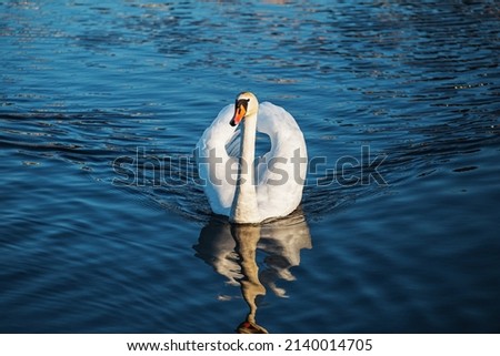 A large white graceful male swan on a smooth surface of blue water - free swimming of a migratory bird