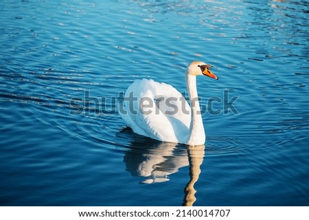 A large white graceful male swan on a smooth surface of blue water - free swimming of a migratory bird