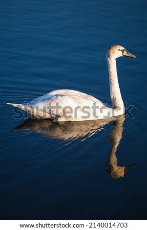A large white graceful swan on a smooth surface of blue water - free swimming of a migratory bird