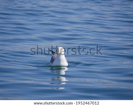 A large white gull swims on the sea in the bay on a sunny spring day. Seabirds searching for food near the shoreline.