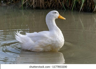 Large white heavy duck also known as America Pekin Duck, Long Island Duck, Pekin or Aylesbury Duck, Anas platyrhynchos domesticus