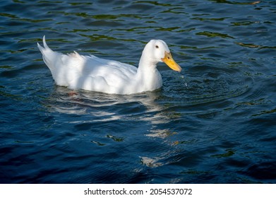 3,390 Heavy beaks Images, Stock Photos & Vectors | Shutterstock