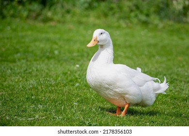 Large white heavy duck also known as America Pekin, Long Island Duck, Pekin Duck, Aylesbury Duck, Anas platyrhynchos domesticus - Shutterstock ID 2178356103