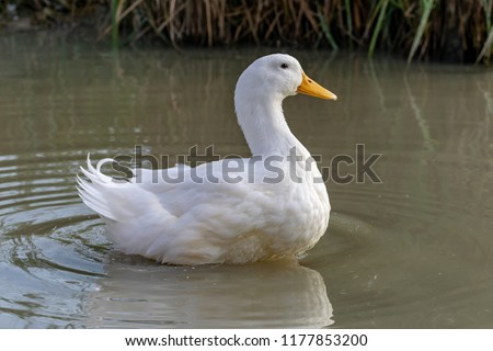 Large white heavy duck also known as America Pekin Duck, Long Island Duck, Pekin or Aylesbury Duck, Anas platyrhynchos domesticus