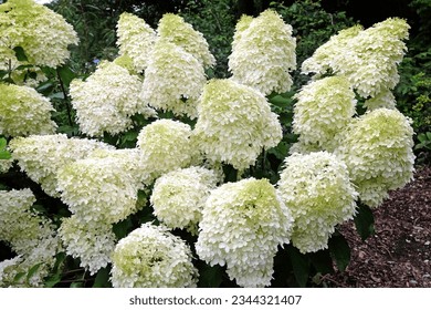 Large white Hydrangea paniculata 'Phantom' in flower.
