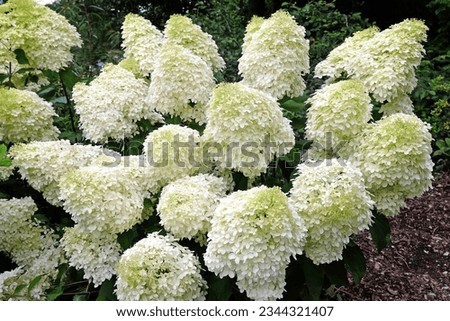 Large white Hydrangea paniculata 'Phantom' in flower.