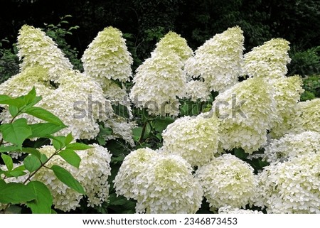 Large white Hydrangea paniculata 'Phantom' in flower.