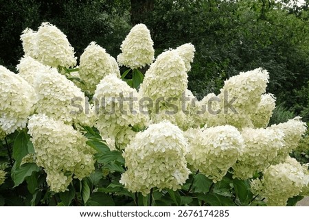 Large white Hydrangea paniculata 'Phantom' in flower