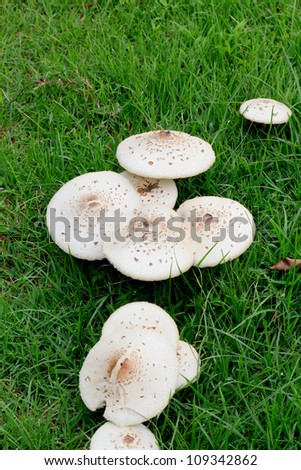 Large white mushrooms in a green grass lawn.