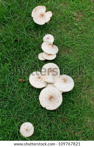 Large white mushrooms in a green grass lawn.