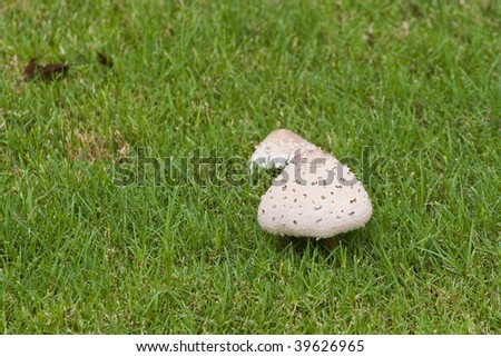 Large white mushrooms in a green grass lawn