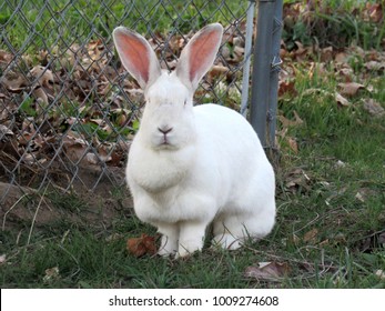 422 New zealand white rabbit Images, Stock Photos & Vectors | Shutterstock