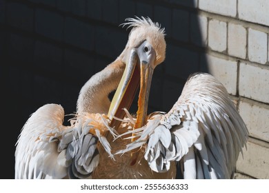 Large white pelican with pink plumage. Close-up portrait of a pink pelican.Bird in captivity. Zoo and animals. - Powered by Shutterstock