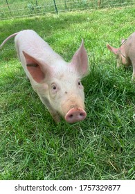 Large White Pig With Large Ears