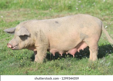 A Large White Pig Grazes On A Green Field.