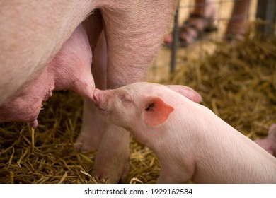 Large White Pig With Piglet Feeding