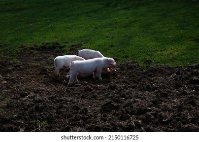 Large white piglets outdoors in field. Part lush grass, part bare soil where the little pigs have been rooting.