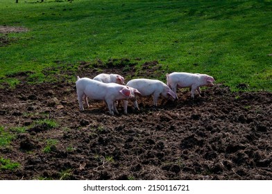 Large White piglets rooting in the soil outoors. Lush grass and bare soil where the little pigs are.