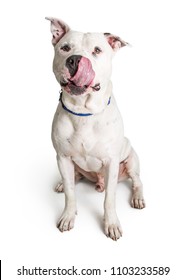 Large White Pit Bull Terrier Dog Sitting Down With Tongue Out To Lick Lips And Nose