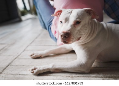 A large white Pitbull dog lying on the floor next to their crop anonymous owners in the home interior. Domestic animal. 