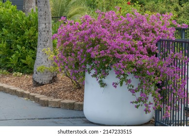 A Large White Pot Of Purple Bougainvillea Vine In A Garden.