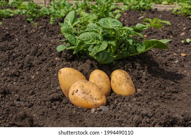 Large white potatoes lie on the ground in a field next to the potato plants. White fresh potatoes on a green background. - Shutterstock ID 1994490110
