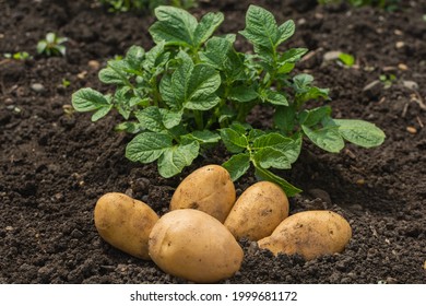 Large white potatoes lie on the ground in a field next to the potato plants. White fresh potatoes on a green background. - Shutterstock ID 1999681172
