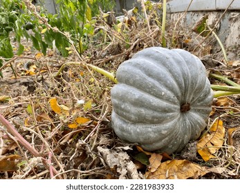 Large and white pumpkin is grown. Organic agriculture in Turkiye