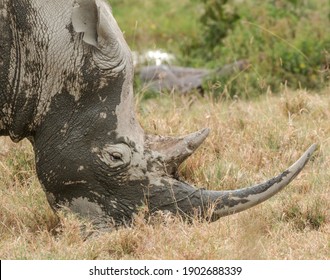 Large White Rhino Bull With Big Horn